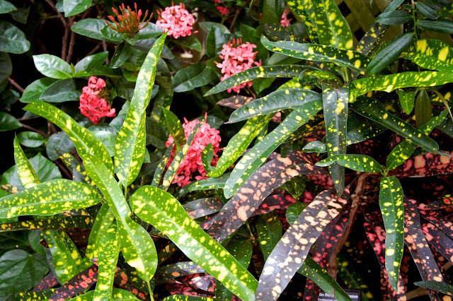 Tammy Sue Allen Photography. Chicago - Lincoln Park Conservatory.