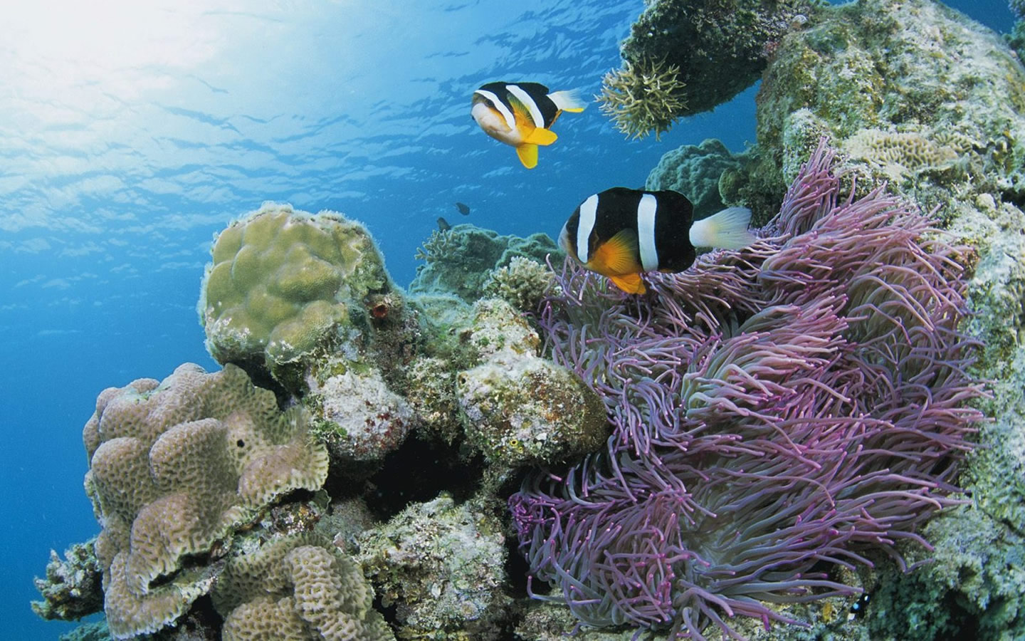 Purple Underwater Scene Sutherland