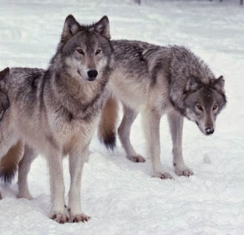 Wolf Wisdom For President Obama