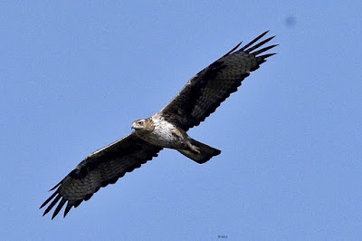 Bonelli's Eagle