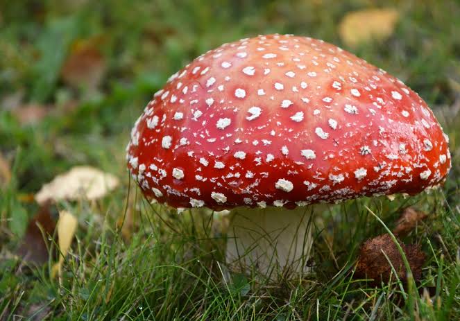 Homoeopathic Gem : Agaricus Muscarius