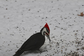 pileated woodpecker