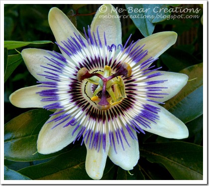 PassiFlora_03