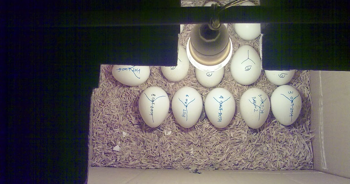 Cara Membuat Mesin Penetas Telur  Sederhana Dari Kardus