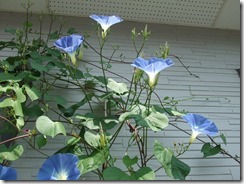 DSCF3553