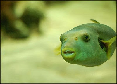 fish with face