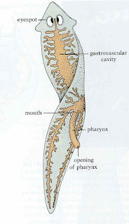 Planaria