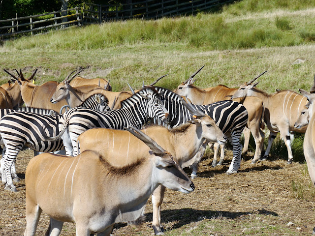 Common eland and zebras