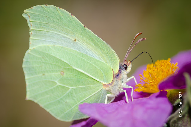 Mariposa, Lepidóptero
