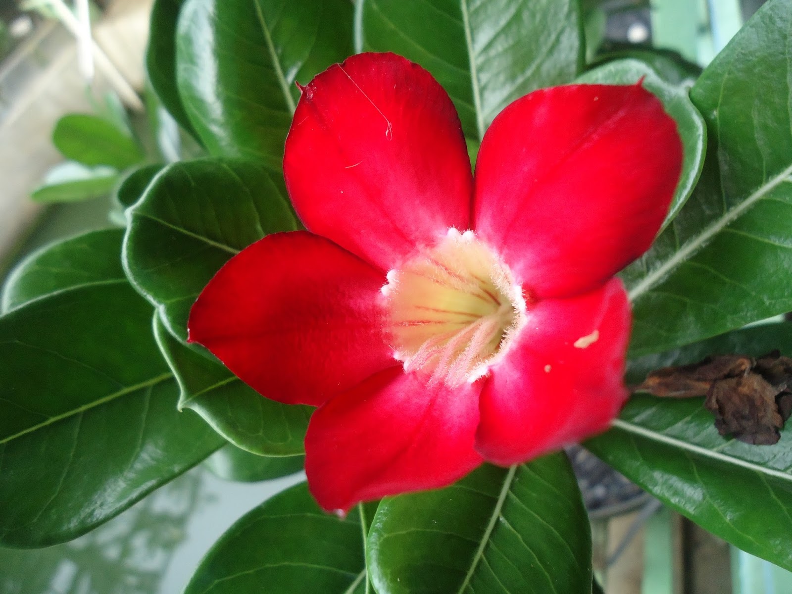 Kata Romantis Bunga Adenium Merah Rumah Daun Muda