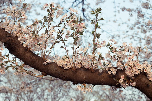 Cherry tree in the spring