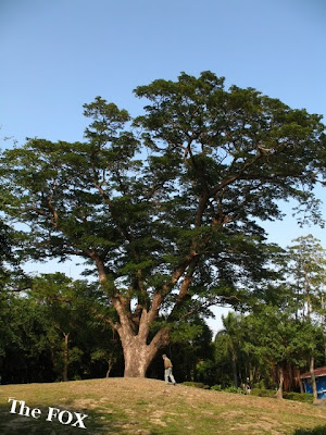 台南公園老樹