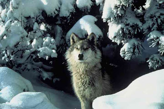 Interesting Facts About Wolf