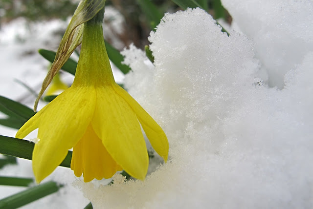 En toch is het lente !