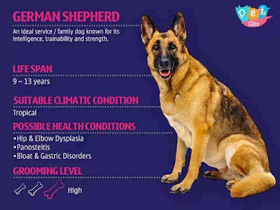 Info About Dogs for Dog Lovers