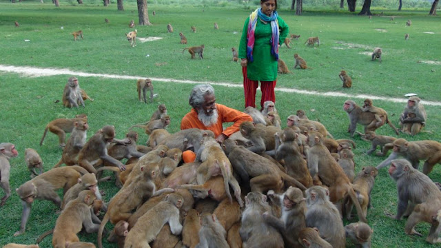Shyam sadhu feeding monkey