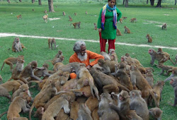 Monkey Man Shyam Sadhu -  Who spent his life to serve monkey