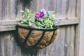 Pansies in basket - growing flowers in a small space