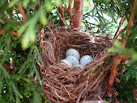 Photos Of Bird Nests