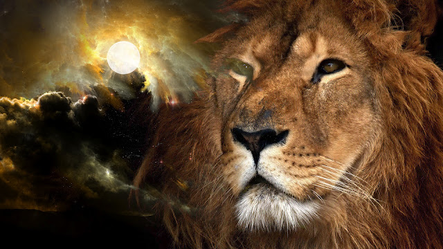 Lion Wallpapers HD free