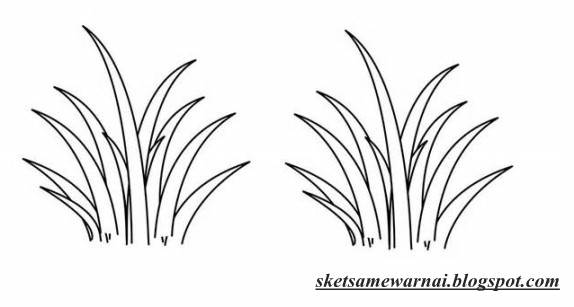 Sketsa Gambar  Rumput  Contoh Sketsa Gambar 