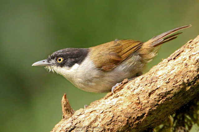 Dark-fronted babbler