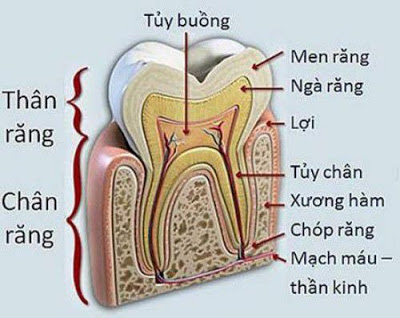  Điều trị tủy răng là gì?