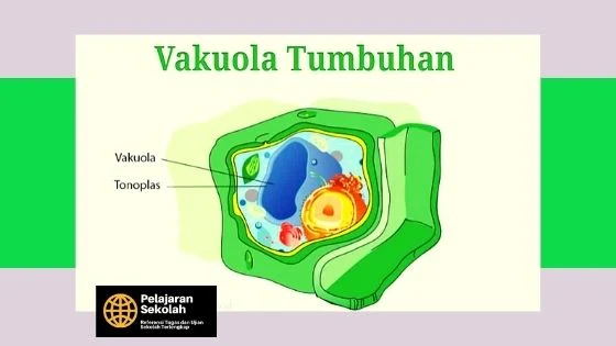 Gambar Vakuola Sel Tumbuhan