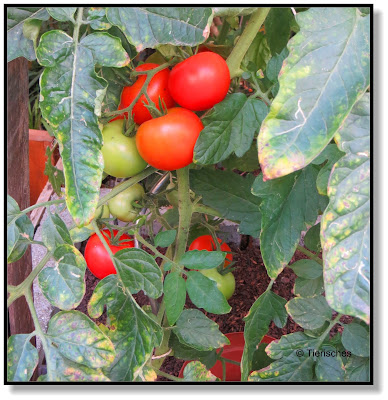 Tomatenpflanzen im Garten