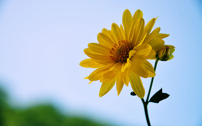 Una hermosa flor amarilla