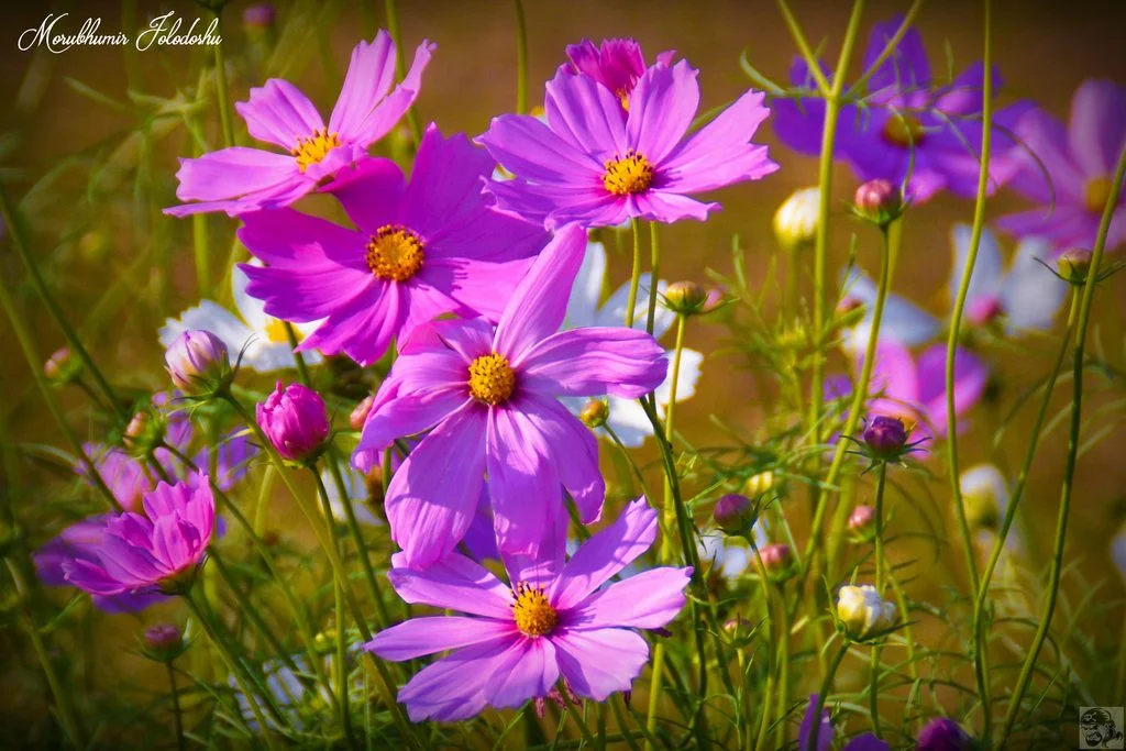 Cosmos Flowers Images - Winter Flowers Images Download - Winter flowers - NeotericIT.com