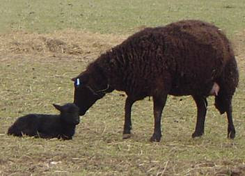 Black Welsh Mountain ewe and lamb