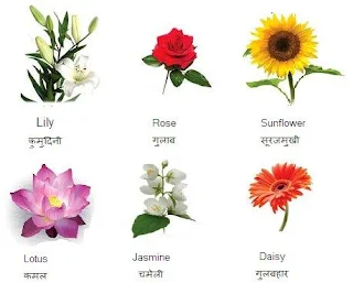 Flower Names in Hindi and English 