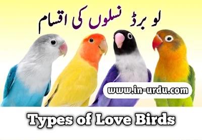 Types of Love Birds