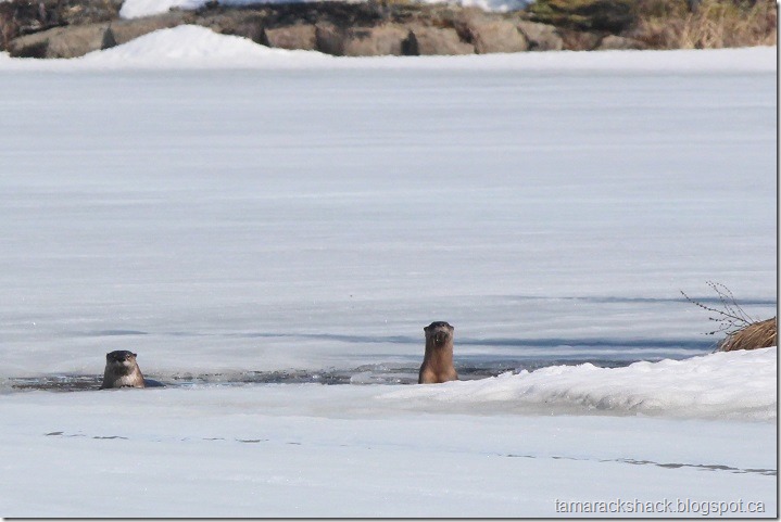 otters2