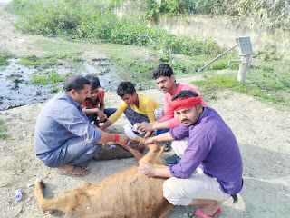 नवयुवक की सक्रियता से बची बछिया की जान | #NayaSaberaNetwork