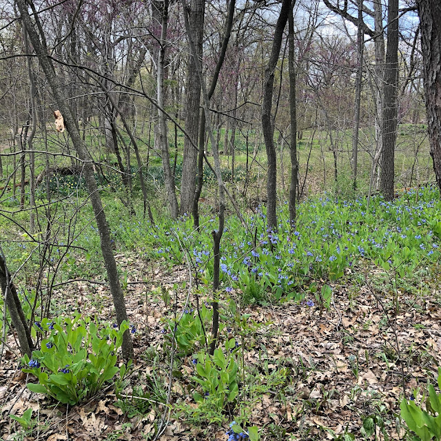 Virginia bluebells and other wildflowers carpeted the woodland floor of  Reed-Turner Woodlands during our visit.