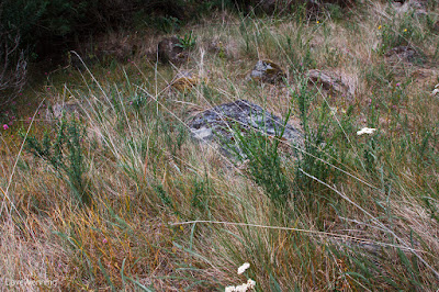 Scotch Broom (Cytisus scoparius)