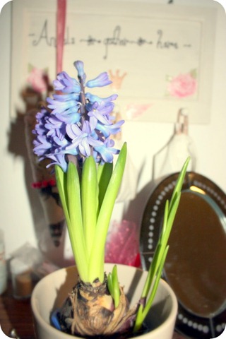 Blue Flower Bulb