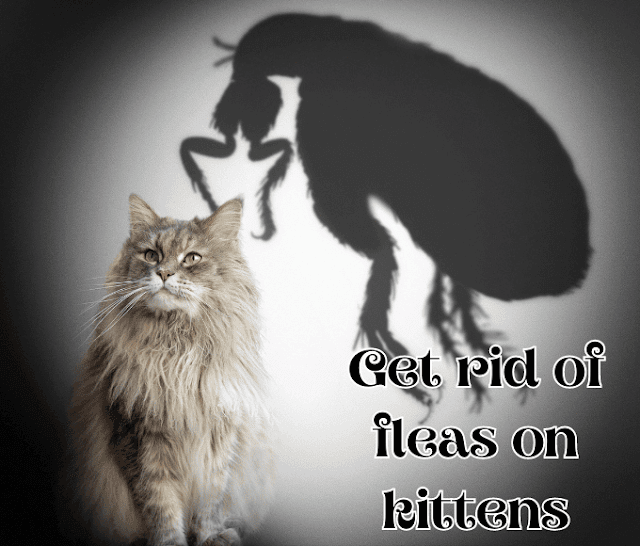 Flea | How to get rid of fleas on kittens | And Cats