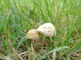 blue mushroom wallpaper mushrooms wallpaper