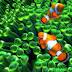  Sim Aquarium 3 Screensavers 3D