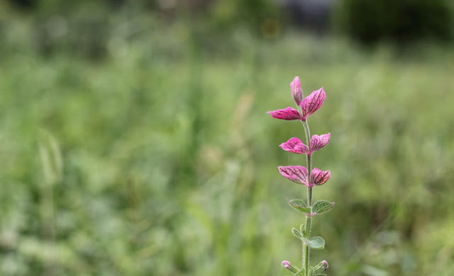 Annual Clary Sage