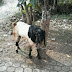 kambing kurban di pasar karangpucung berlarian luar kota