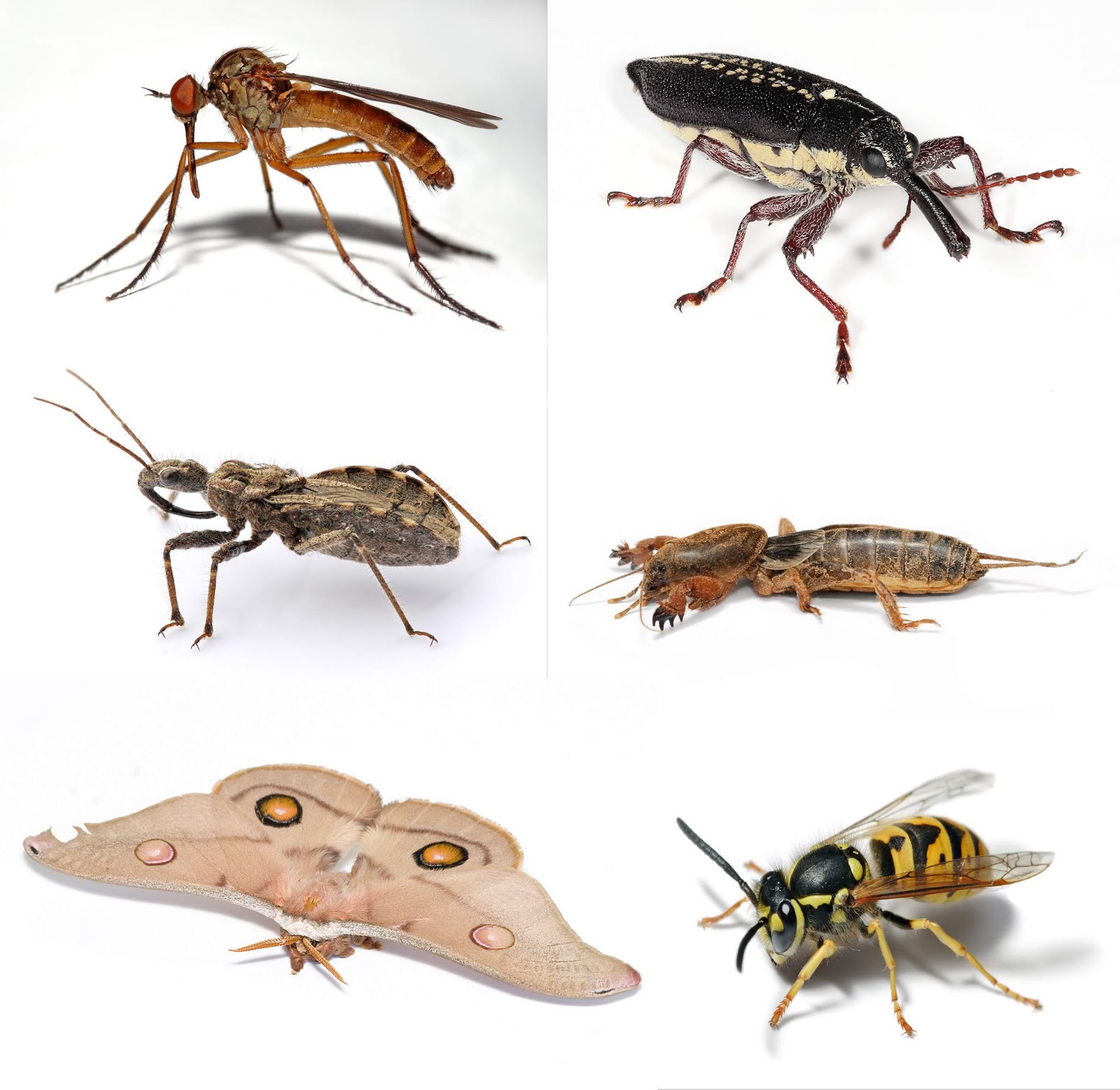 Gambar Binatang Serangga 