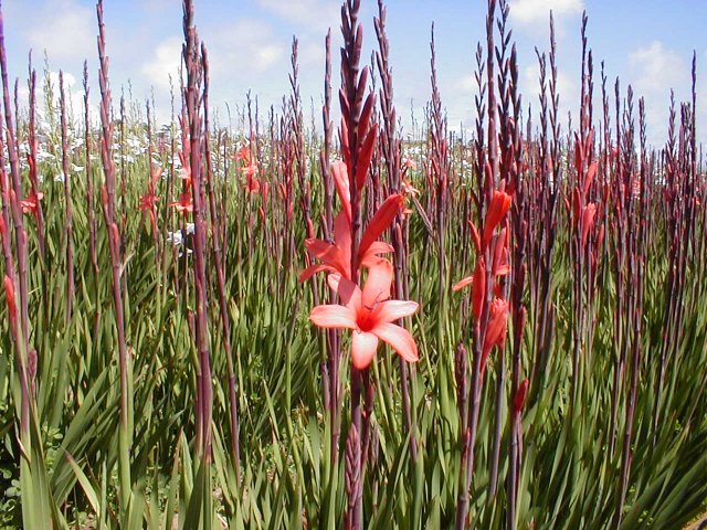 Watsonia