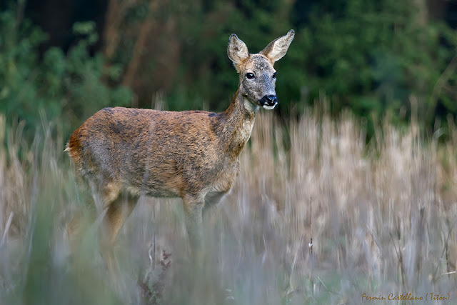 Corzo hembra (Capreolus capreolus)