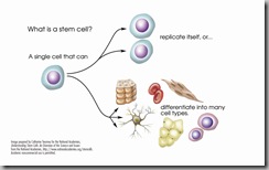 stem-cell-explained