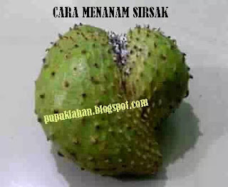 Cara Simpel Menanam Sirsak dari Biji dan Bibit Sambung Pucuk