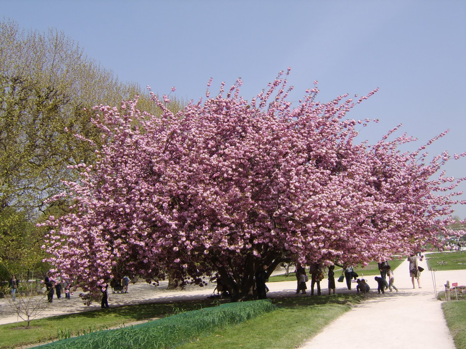 d'un Prunus serrulata au